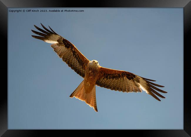 Red Kite in flight Framed Print by Cliff Kinch