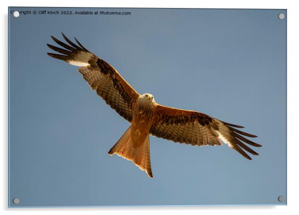 Red Kite in flight Acrylic by Cliff Kinch