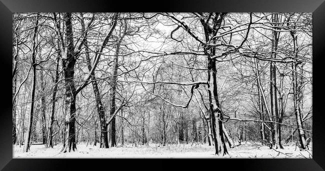 Snow slapped trees in black and white Framed Print by Cliff Kinch