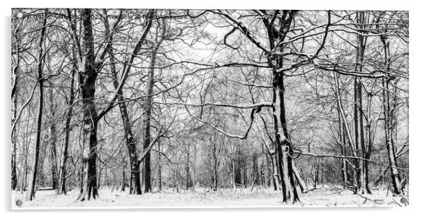 Snow slapped trees in black and white Acrylic by Cliff Kinch