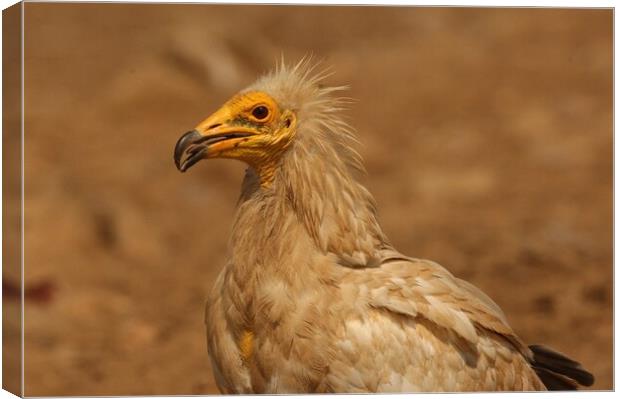 Egyptian vulture Canvas Print by José Diogo