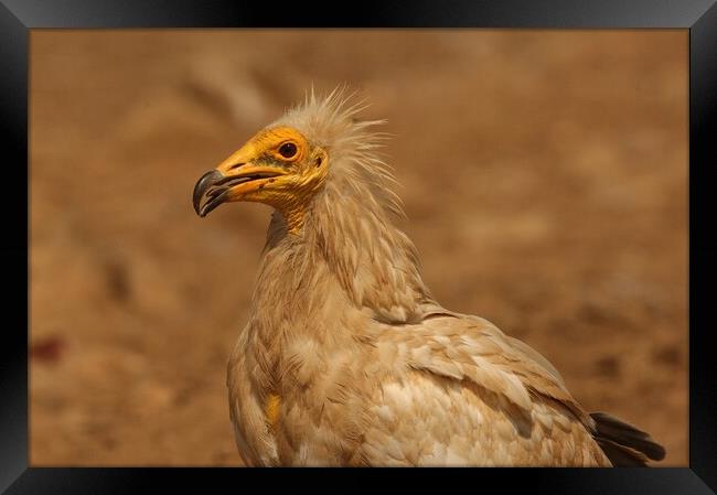 Egyptian vulture Framed Print by José Diogo