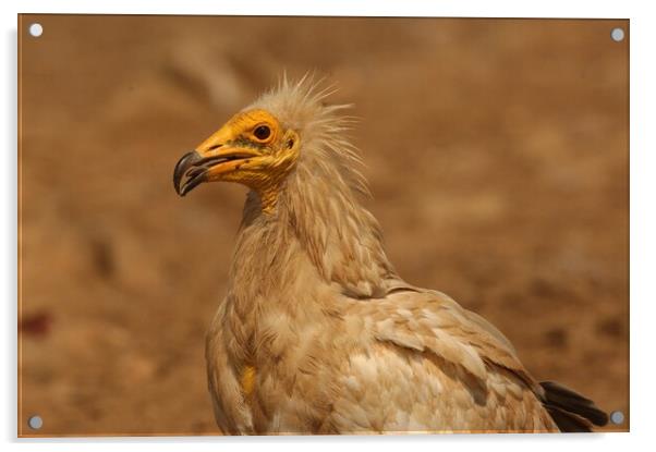 Egyptian vulture Acrylic by José Diogo