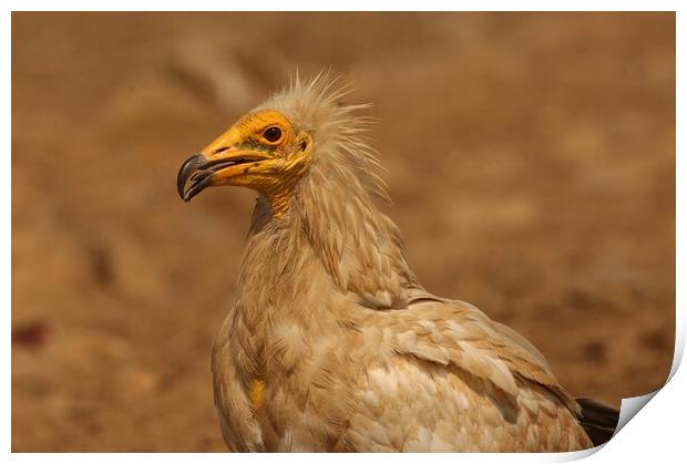 Egyptian vulture Print by José Diogo