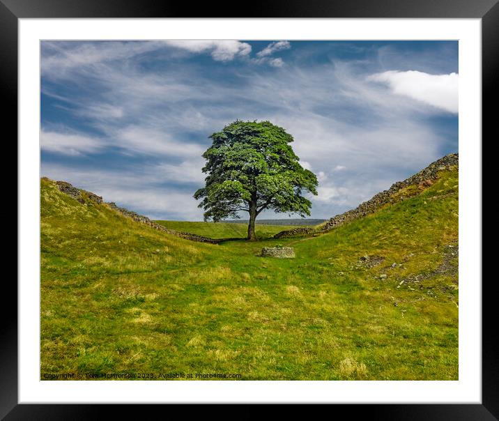 Sycamore Gap Tree (Robin Hood Tree) Framed Mounted Print by Tom McPherson