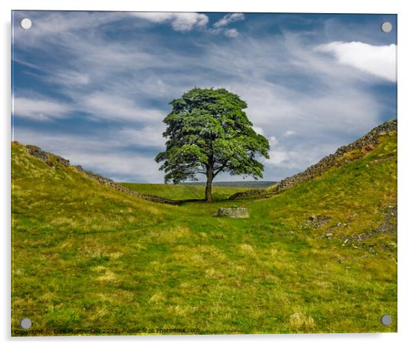 Sycamore Gap Tree (Robin Hood Tree) Acrylic by Tom McPherson