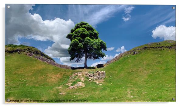 Sycamore Gap Tree (Robin Hood Tree) Acrylic by Tom McPherson