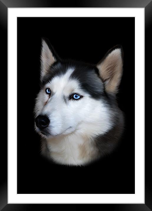Siberian Husky Portrait Framed Mounted Print by Julie Hoddinott