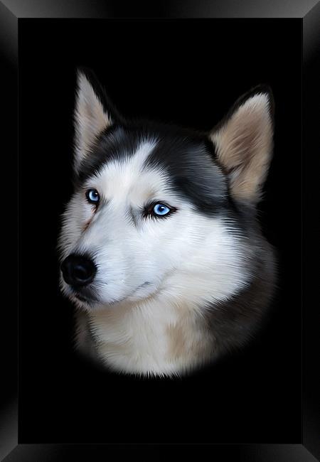 Siberian Husky Portrait Framed Print by Julie Hoddinott