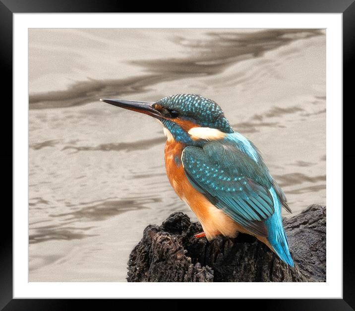 kingfisher blue bird  Framed Mounted Print by kathy white