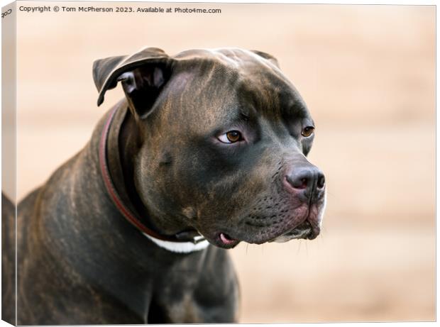 Angry Pit Bull Canvas Print by Tom McPherson