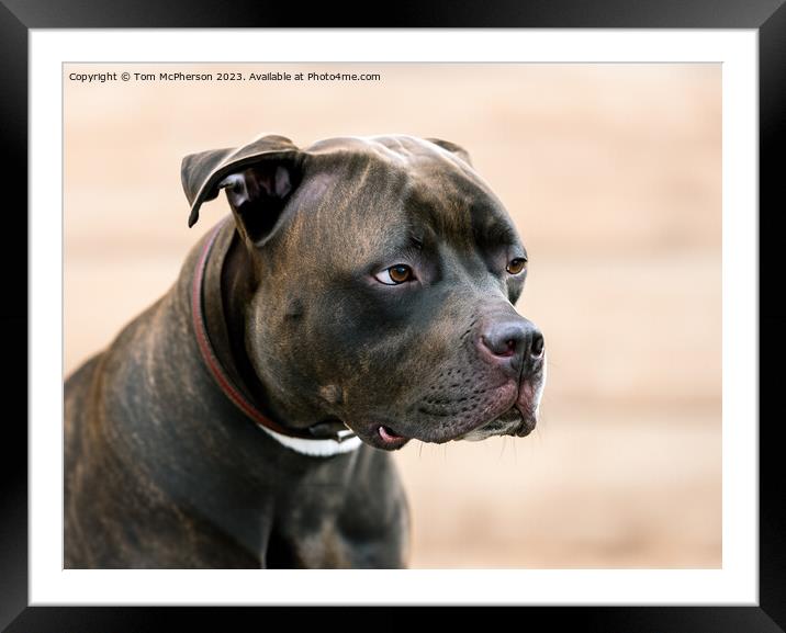 Angry Pit Bull Framed Mounted Print by Tom McPherson