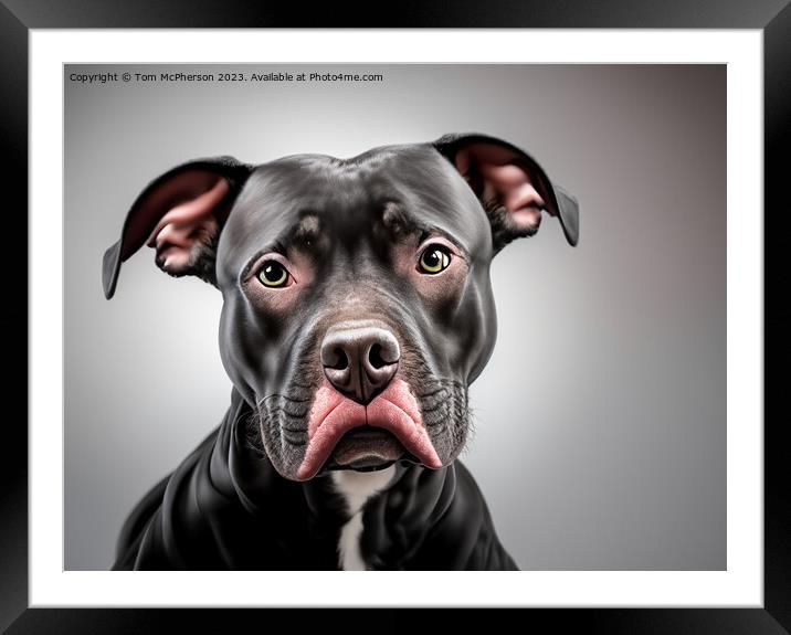 Pit Bull Framed Mounted Print by Tom McPherson