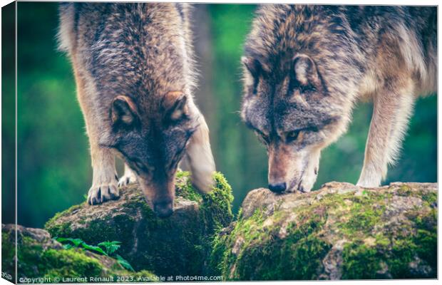 Two grey wolf (Canis Lupus) watching a prey in the forest. Photo Canvas Print by Laurent Renault