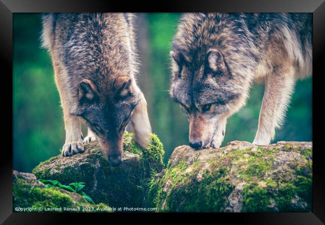 Two grey wolf (Canis Lupus) watching a prey in the forest. Photo Framed Print by Laurent Renault