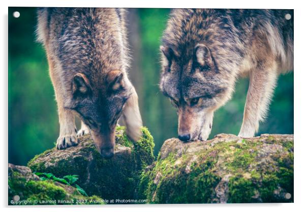 Two grey wolf (Canis Lupus) watching a prey in the forest. Photo Acrylic by Laurent Renault
