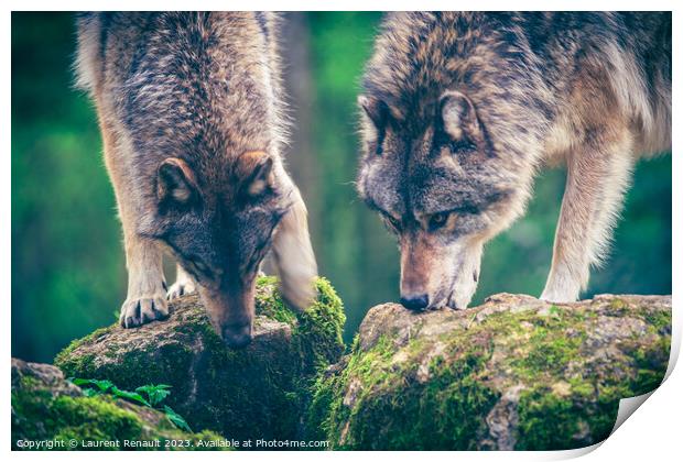 Two grey wolf (Canis Lupus) watching a prey in the forest. Photo Print by Laurent Renault