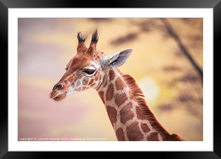 Baby giraffe against the sunset. Photography taken in France Framed Mounted Print by Laurent Renault
