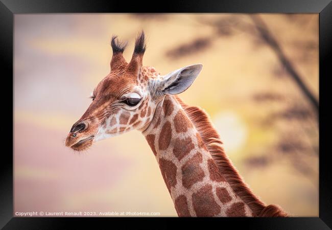 Baby giraffe against the sunset. Photography taken in France Framed Print by Laurent Renault