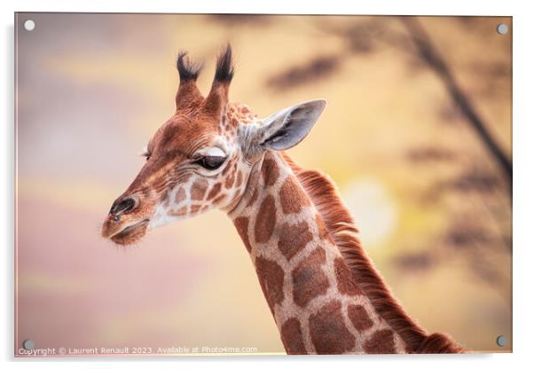Baby giraffe against the sunset. Photography taken in France Acrylic by Laurent Renault
