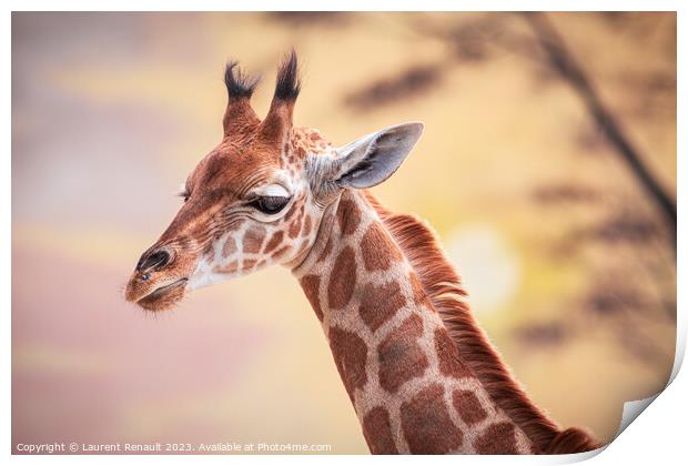 Baby giraffe against the sunset. Photography taken in France Print by Laurent Renault