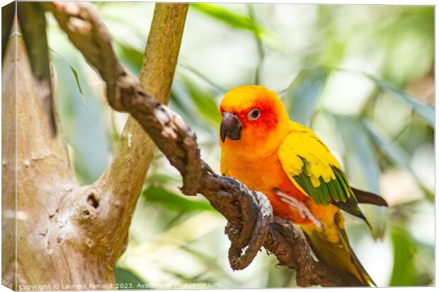 Closeup of sun parakeet or sun conure. Photography taken in Fran Canvas Print by Laurent Renault
