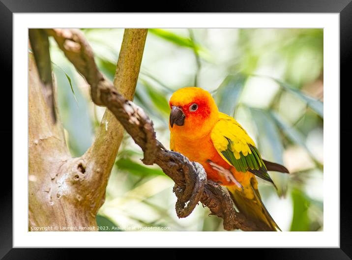 Closeup of sun parakeet or sun conure. Photography taken in Fran Framed Mounted Print by Laurent Renault