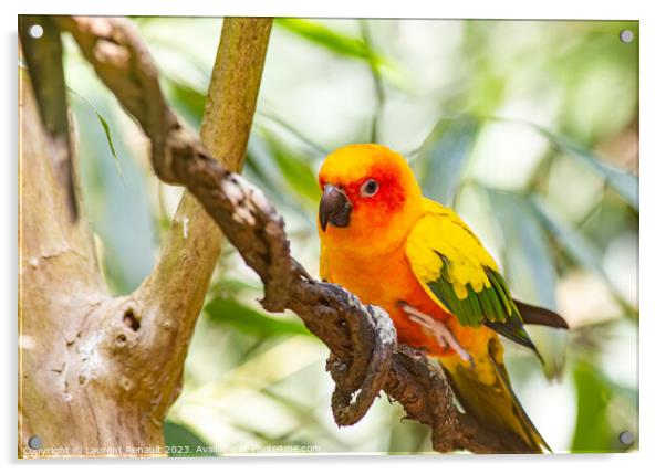 Closeup of sun parakeet or sun conure. Photography taken in Fran Acrylic by Laurent Renault