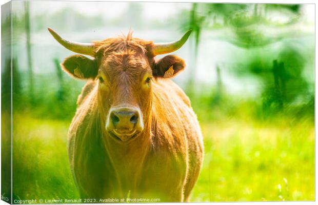 Portrait of red Salers or Limousine cow. Photography taken in Fr Canvas Print by Laurent Renault