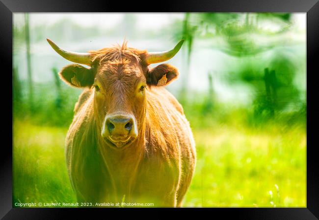 Portrait of red Salers or Limousine cow. Photography taken in Fr Framed Print by Laurent Renault