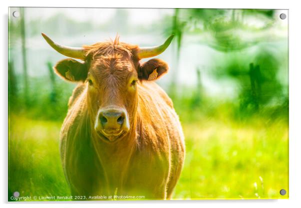 Portrait of red Salers or Limousine cow. Photography taken in Fr Acrylic by Laurent Renault
