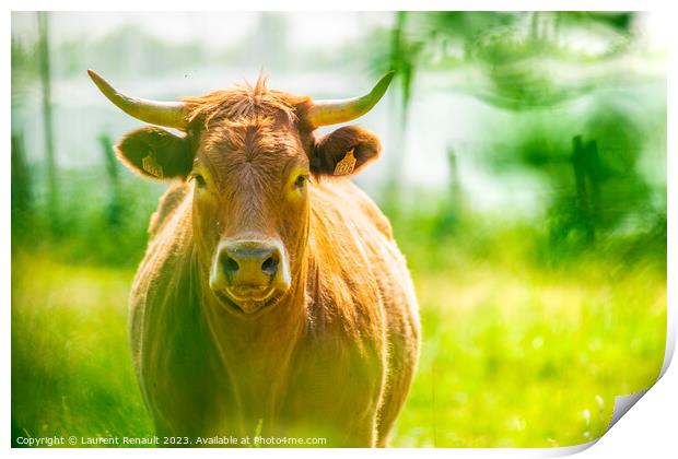 Portrait of red Salers or Limousine cow. Photography taken in Fr Print by Laurent Renault