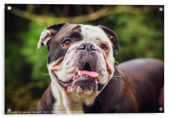 Olde English Bulldogge showing off his tongue. Photography taken Acrylic by Laurent Renault