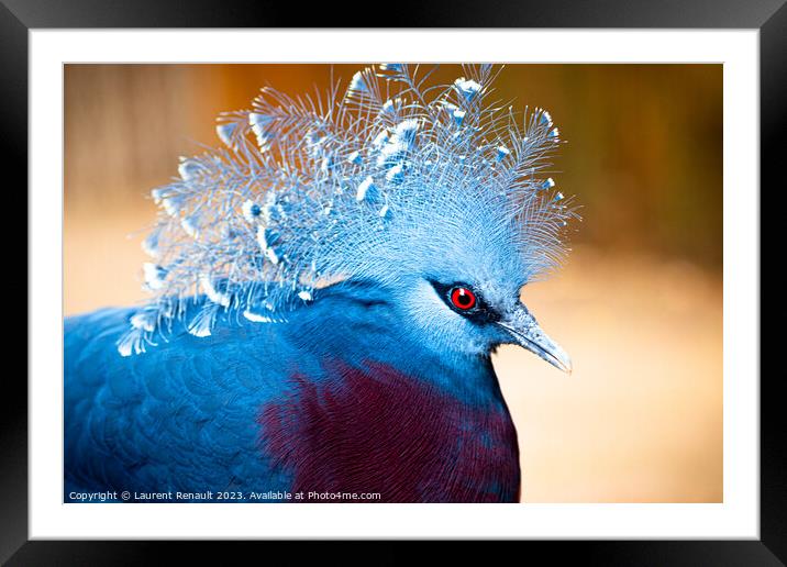 Victoria crowned-pigeon exotic bird. Photography taken in France Framed Mounted Print by Laurent Renault