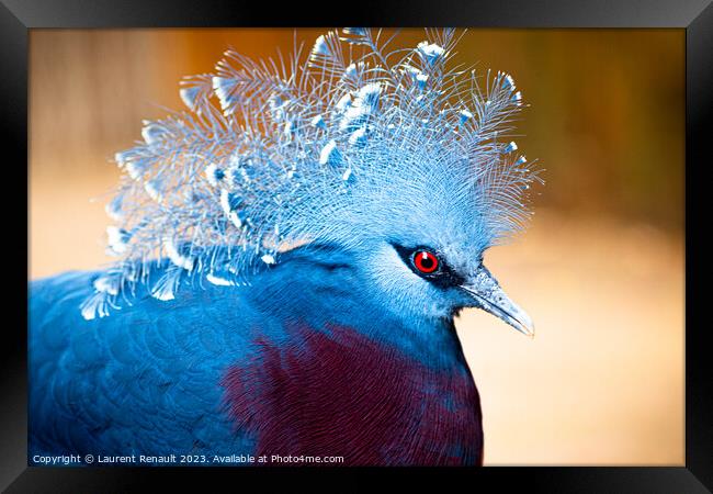 Victoria crowned-pigeon exotic bird. Photography taken in France Framed Print by Laurent Renault