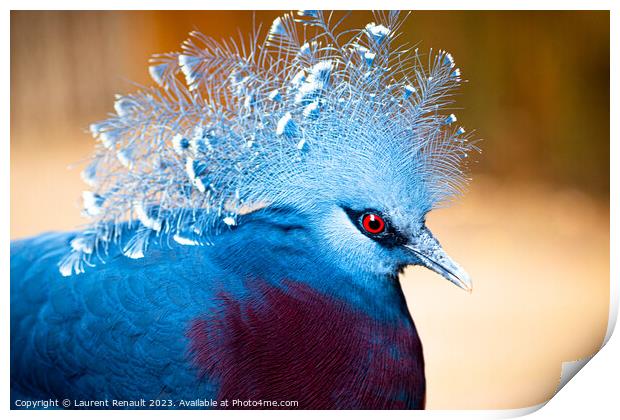 Victoria crowned-pigeon exotic bird. Photography taken in France Print by Laurent Renault