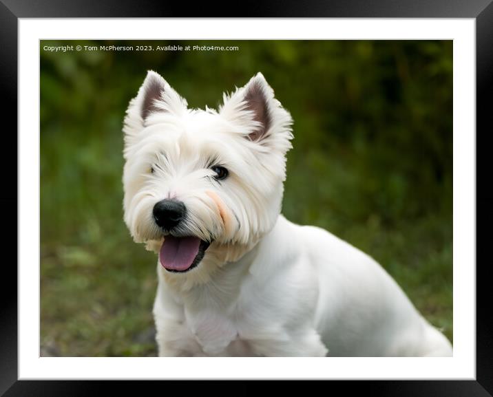 West Highland White Terrier Framed Mounted Print by Tom McPherson