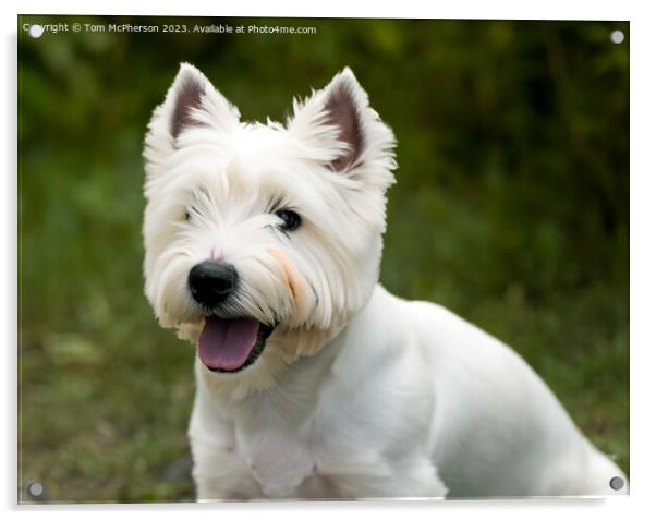 West Highland White Terrier Acrylic by Tom McPherson