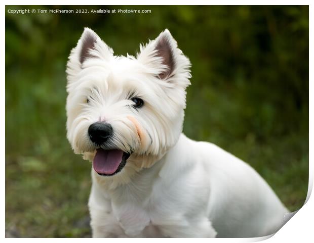 West Highland White Terrier Print by Tom McPherson
