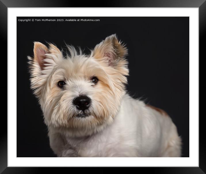  West Highland White Terrier Framed Mounted Print by Tom McPherson