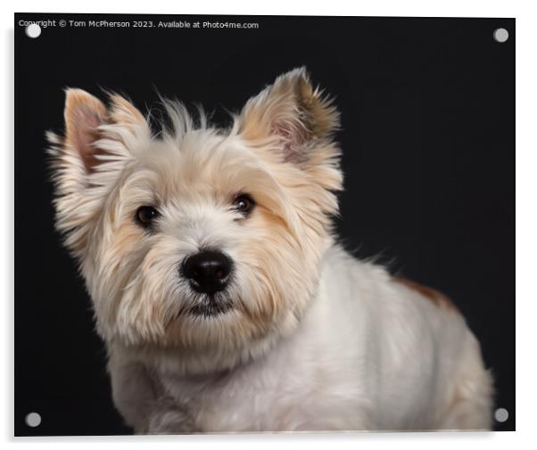  West Highland White Terrier Acrylic by Tom McPherson