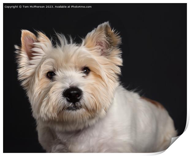  West Highland White Terrier Print by Tom McPherson