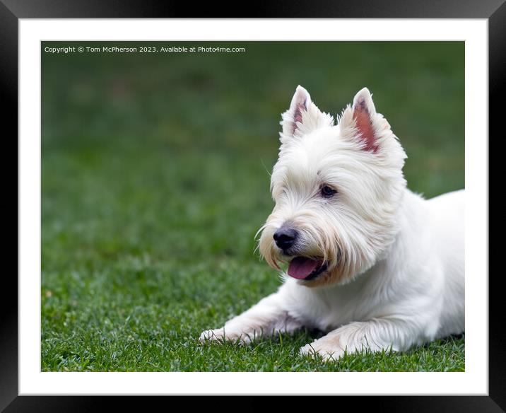 West Highland White Terrier Framed Mounted Print by Tom McPherson