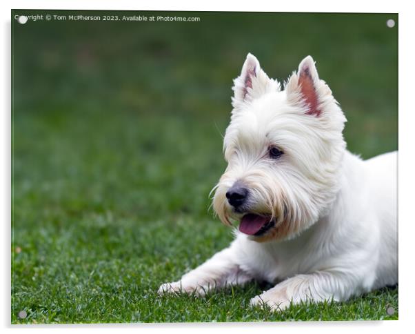 West Highland White Terrier Acrylic by Tom McPherson