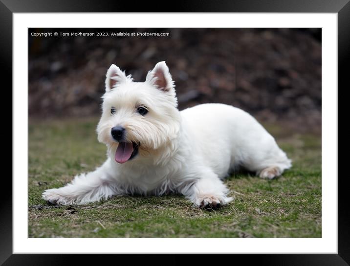 The West Highland White Terrier Framed Mounted Print by Tom McPherson