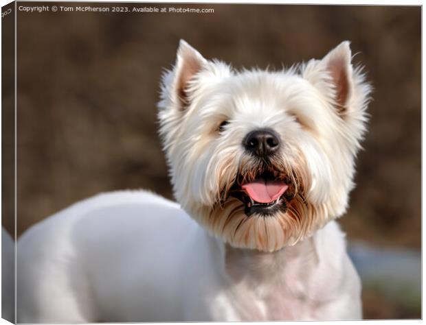 The West Highland White Terrier Canvas Print by Tom McPherson