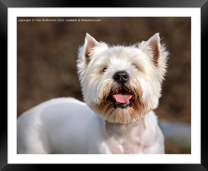 The West Highland White Terrier Framed Mounted Print by Tom McPherson