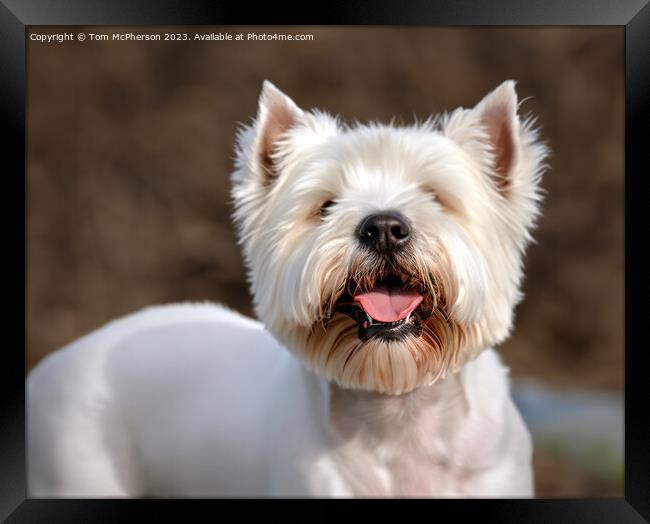 The West Highland White Terrier Framed Print by Tom McPherson