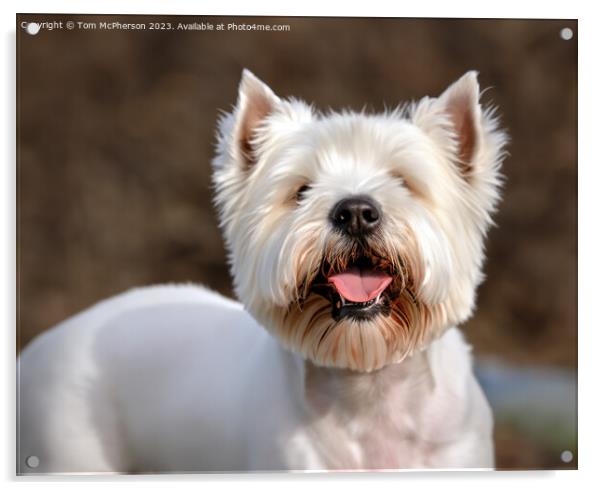 The West Highland White Terrier Acrylic by Tom McPherson