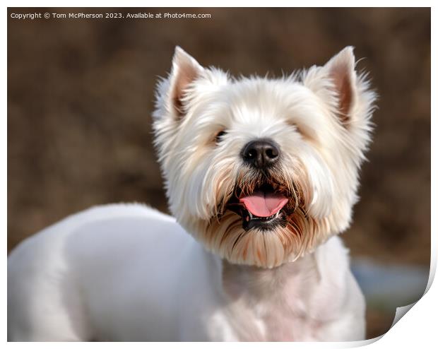 The West Highland White Terrier Print by Tom McPherson